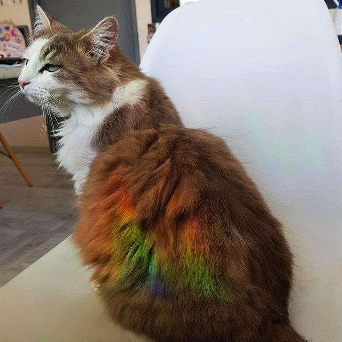 chat arc-en-ciel